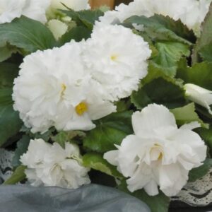BEGONIA - NONSTOP WHITE 10IN HB