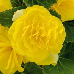 BEGONIA - NONSTOP YELLOW 10IN HB