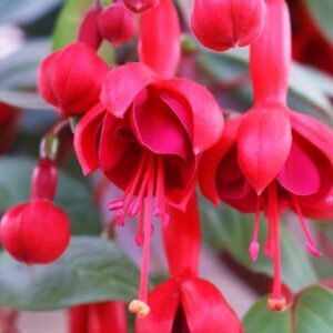 FUCHSIA - MARINKA 10IN HB