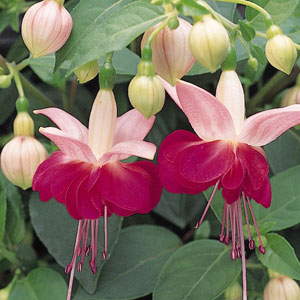 FUCHSIA - PAULA JANE 10IN HB