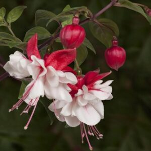 FUCHSIA - SWINGTIME 10IN HB