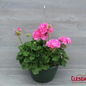 GERANIUM - AMERICANA PINK 10IN HB