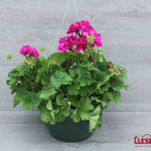 GERANIUM - CALLIOPE DEEP ROSE 10IN HB