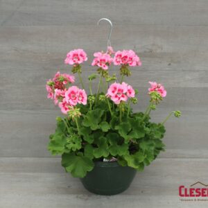 GERANIUM - CALLIOPE PINK FLAME 10IN HB