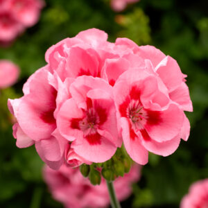 GERANIUM - CALLIOPE PINK FLAME 10IN HB