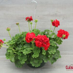 GERANIUM - CALLIOPE RED 10IN HB