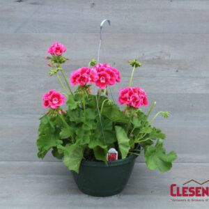 GERANIUM - CALLIOPE ROSE MEGA SPLASH 10IN HB