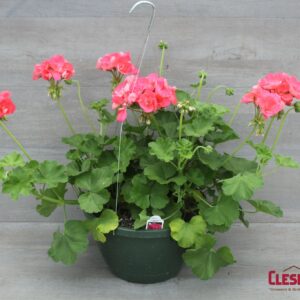GERANIUM - CALLIOPE SALMON 10IN HB
