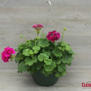 GERANIUM - CALLIOPE VIOLET 10IN HB
