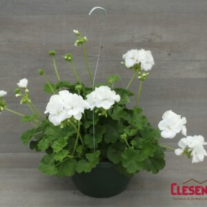 GERANIUM - CALLIOPE WHITE 10IN HB