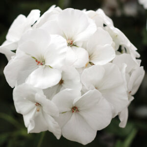 GERANIUM - CALLIOPE WHITE 10IN HB