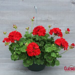 GERANIUM - MAESTRO SASSY RED 10IN HB