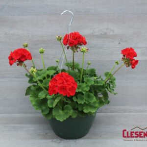 GERANIUM - PATRIOT BRIGHT RED 10IN HB