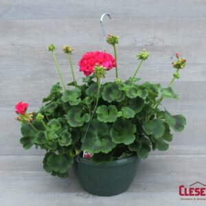 GERANIUM - PATRIOT CHERRY ROSE 10IN HB