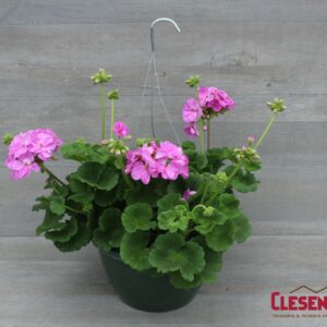 GERANIUM - PATRIOT LAVENDER BLUE 10IN HB