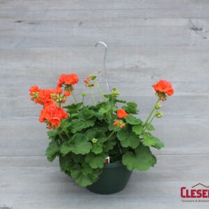 GERANIUM - PATRIOT ORANGE 10IN HB