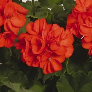 GERANIUM - PATRIOT ORANGE 10IN HB
