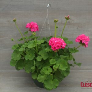 GERANIUM - PATRIOT ROSE PINK 10IN HB