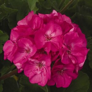 GERANIUM - PATRIOT ROSE PINK 10IN HB