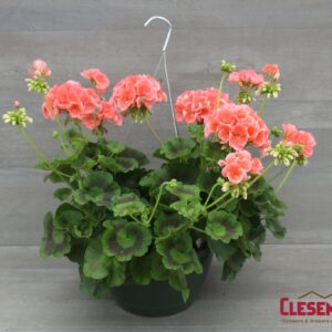 GERANIUM - PATRIOT SALMON 10IN HB