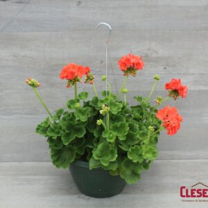 GERANIUM - PATRIOT WATERMELON 10IN HB