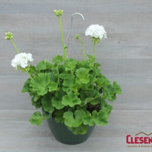 GERANIUM - PATRIOT WHITE 10IN HB