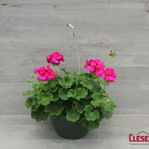 GERANIUM - ROCKY MOUNTAIN VIOLET 10IN HB