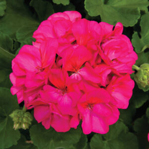 GERANIUM - ROCKY MOUNTAIN VIOLET 10IN HB