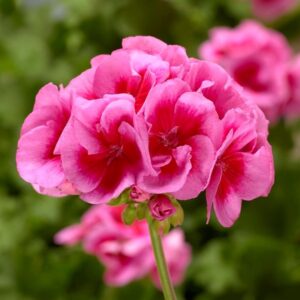 GERANIUM - CALLIOPE ROSE MEGA SPLASH 10IN HB