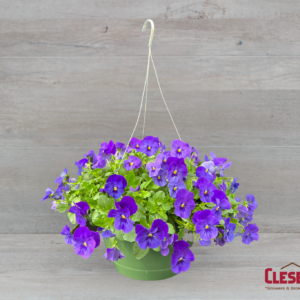 PANSY - COOLWAVE BLUE