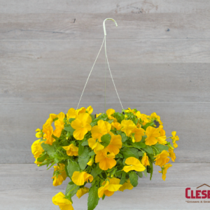 PANSY - COOLWAVE GOLDEN YELLOW
