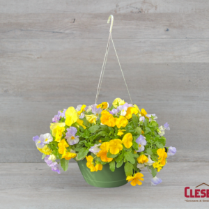 PANSY - COOLWAVE PASTEL MIXTURE