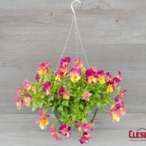 PANSY - COOLWAVE RASPBERRY SWIRL