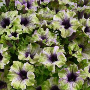 PETUNIA - AMAZONAS PLUM COCKATOO 10IN HB