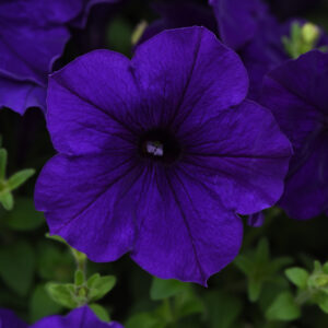 PETUNIA - E3 EASY WAVE BLUE 10IN HB