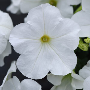 PETUNIA - E3 EASY WAVE WHITE 10IN HB