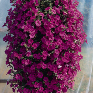 PETUNIA - WAVE LAVENDER 10IN HB