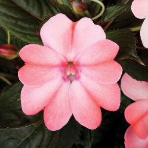 SUNPATIENS - BLUSH PINK 10IN HB