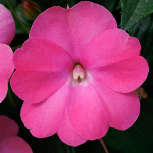SUNPATIENS - HOT PINK 10IN HB