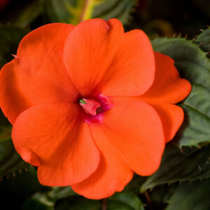 SUNPATIENS - ORANGE 10IN HB