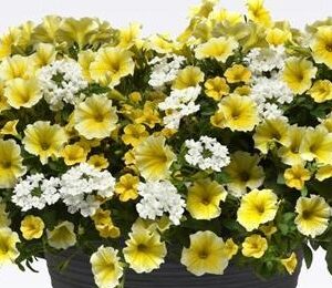 MIX MASTER COMBO - SUNNYSIDE