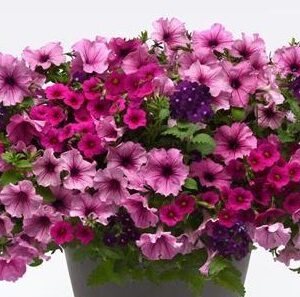 MIX MASTER COMBO - A GRAPE FIT