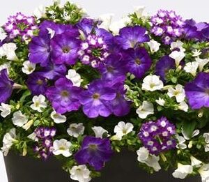 MIX MASTER COMBO - EYE CARAMBA