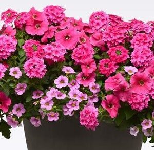 MIX MASTER COMBO - I HEART PINK