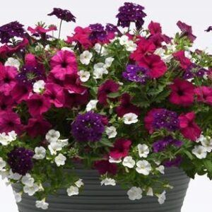 MIX MASTER COMBO - JAZBERRY JAM