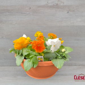 PANSY BOWL - DELTA PRO CITRUS MIX