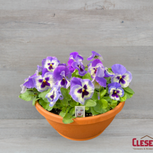 PANSY BOWL - MATRIX BLUE WING