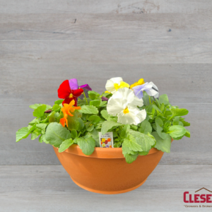 PANSY BOWL - MATRIX CLEAR MIX