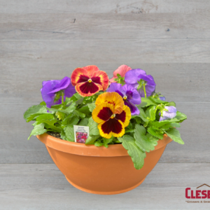 PANSY BOWL - MATRIX COASTAL SUNRISE MIX