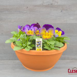 PANSY BOWL - MATRIX MORPHEUS